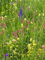 Attēlu rezultāti vaicājumam “Onobrychis arenaria”