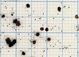 Attēlu rezultāti vaicājumam “Lathraea squamaria fruit”