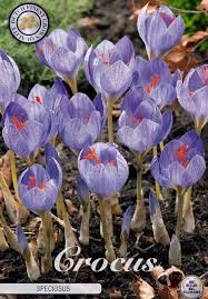 Attēlu rezultāti vaicājumam “Crocus speciosus”