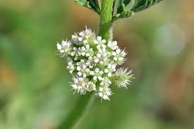 Attēlu rezultāti vaicājumam “Anthriscus”