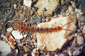 Attēlu rezultāti vaicājumam “Lithobius forficatus”