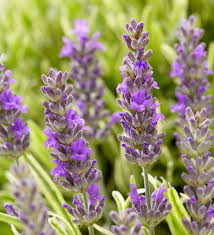 Attēlu rezultāti vaicājumam “Lavandula angustifolia flower”