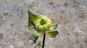 Attēlu rezultāti vaicājumam “Blysmus compressus fruit”