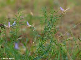 Attēlu rezultāti vaicājumam “Astragalus arenarius”