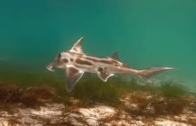 Image result for Callorhinchus capensis