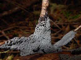 Attēlu rezultāti vaicājumam “Cribraria argillacea”