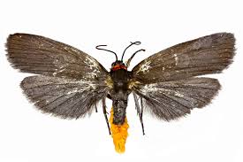 Attēlu rezultāti vaicājumam “Atolmis rubricollis”