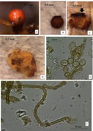 Attēlu rezultāti vaicājumam “Perichaena corticalis sessile”