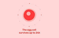 How Many Eggs Does a Woman Have? 5 Female Egg Cell Facts