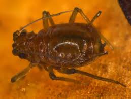 Attēlu rezultāti vaicājumam “Rhopalosiphum oxyacanthae”