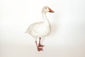 Image result for Anser caerulescens