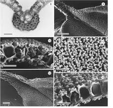 Attēlu rezultāti vaicājumam “Syntrichia ruralis var. ruraliformis”