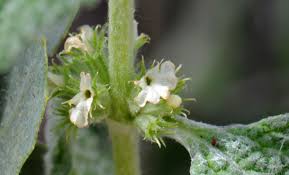 Image result for Marrubium vulgare