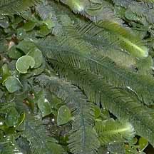 Attēlu rezultāti vaicājumam “Chlorophyta”