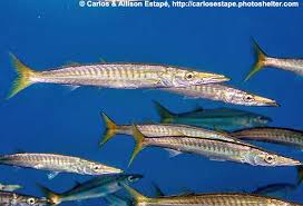 Image result for Sphyraena barracuda