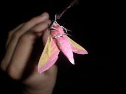 Attēlu rezultāti vaicājumam “Deilephila elpenor”