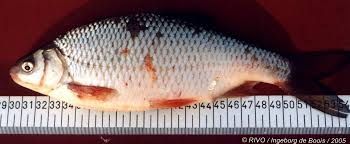 Attēlu rezultāti vaicājumam “Leuciscus idus”