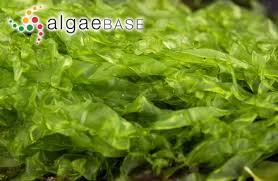 Attēlu rezultāti vaicājumam “Enteromorpha sp.”