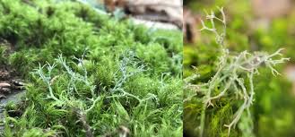 Attēlu rezultāti vaicājumam “Callicladium haldanianum sporophyte”