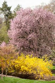 Attēlu rezultāti vaicājumam “Forsythia viridissima flower”