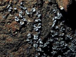 Attēlu rezultāti vaicājumam “Physarum compressum”