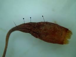 Attēlu rezultāti vaicājumam “Bryum pallescens”