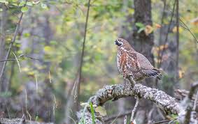 Attēlu rezultāti vaicājumam “Tetrastes bonasia”