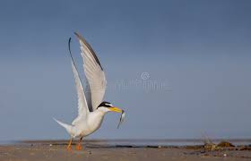 Attēlu rezultāti vaicājumam “Sternula albifrons”