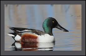 Attēlu rezultāti vaicājumam “Anas clypeata”