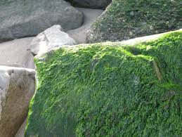 Attēlu rezultāti vaicājumam “Enteromorpha sp.”