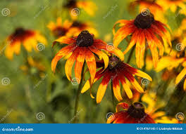 Attēlu rezultāti vaicājumam “Rudbeckia hirta var. pulcherrima”