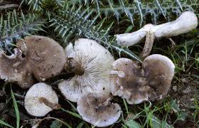 Image result for Melanoleuca rasilis var. pseudoluscina