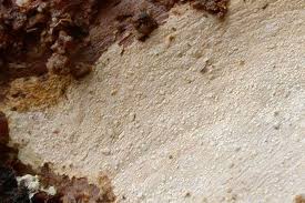 Attēlu rezultāti vaicājumam “Basidiodendron”