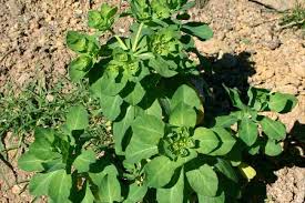 Attēlu rezultāti vaicājumam “Euphorbia helioscopia”