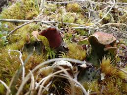 Attēlu rezultāti vaicājumam “Peltigera leucophlebia”