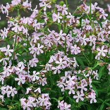 Attēlu rezultāti vaicājumam “Saponaria officinalis flower”