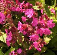 Attēlu rezultāti vaicājumam “Silene wolgensis”