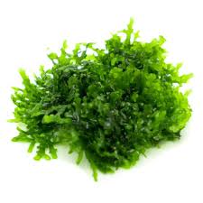 Attēlu rezultāti vaicājumam “Riccardia chamaedryfolia”