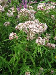 Image result for Eupatorium cannabinum