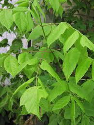 Attēlu rezultāti vaicājumam “Acer negundo leaf”