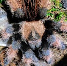 Attēlu rezultāti vaicājumam “Bilimbia tetramera”