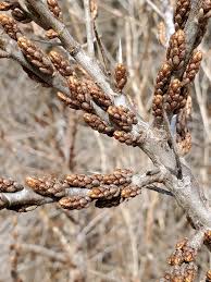 Attēlu rezultāti vaicājumam “Hippophae rhamnoides leaf”