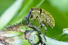 Attēlu rezultāti vaicājumam “Larinus sp.”