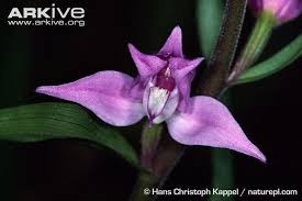 Attēlu rezultāti vaicājumam “Cephalanthera rubra bud”