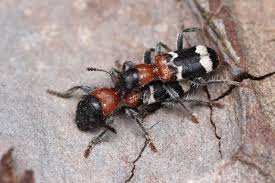 Attēlu rezultāti vaicājumam “Thanasimus formicarius”