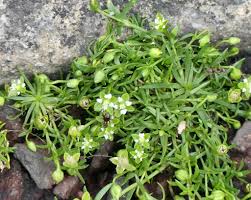Attēlu rezultāti vaicājumam “Sagina procumbens flower”