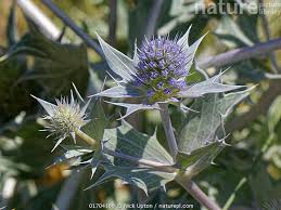 Attēlu rezultāti vaicājumam “Eryngium maritimum”