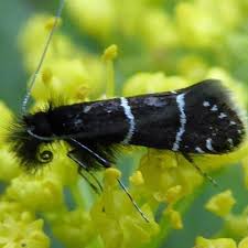 Attēlu rezultāti vaicājumam “Adelidae”