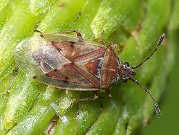 Attēlu rezultāti vaicājumam “Kleidocerys resedae imago”