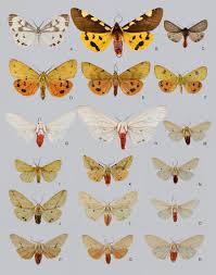 Attēlu rezultāti vaicājumam “Arctiidae”